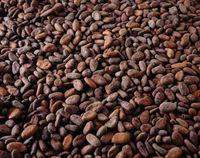 TOP CLASS COCOA BEANS