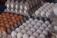 GRADE AA EGGS