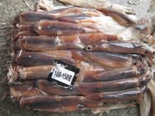 sea frozen illex squid (skype:hjx4431)