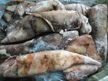 frozen north pacific squid for fishing bait