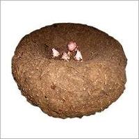 elephant yam