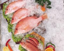 Red Mullet Sea Food