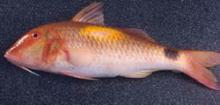 Red Mullet(fish)