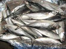 Frozen Horse Mackerel