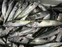 Frozen Atlantic Horse Mackerel Fish