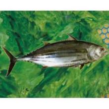 Canned Skipjack Tuna
