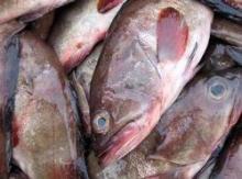Frozen  Grouper   Fish 