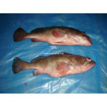 Grouper (Reefcod) fish