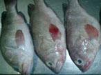 Grouper