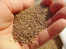 Alfalfa Seeds