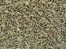  fennel   seed s
