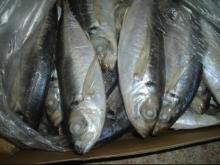 Horsee Mackerel