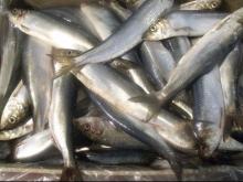  Frozen   Atlantic   Herring 