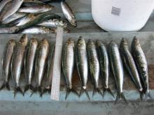 Frozen Sardine Fish
