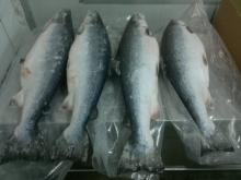 Frozen Atlantic Salmon - salmo salar
