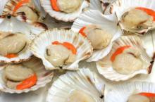 Frozen Atlantic  Sea   Scallops 