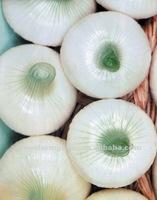 WHITE ONION