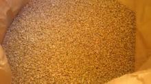 PREMIUM CHICKEN FEED