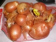  HOLLAND   ONIONS 