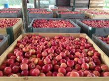 Canned Fruits | Fresh Fruits