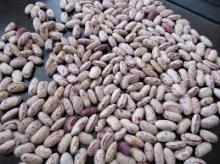 Light Speckled Kidney Beans