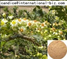  Boswellia   Extract 