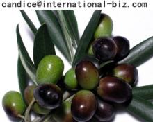  Olea   Europaea  Extract