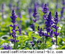 Clary  Sage  Extract