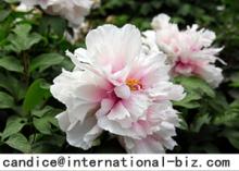  Paeonia   Lactiflora   Extract 