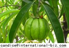 Garcinia Cambogia Extract