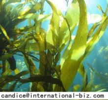  Kelp   Extract 