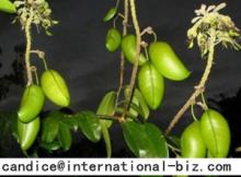 Griffonia seed Extract