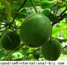 Momordica Grosvenori Extract