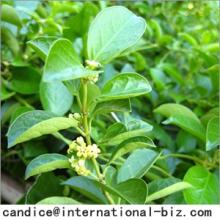 Gymnema Sylvestre Extract
