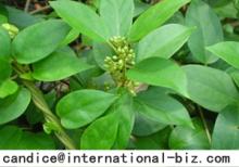 Gymnema sylvestre extract 2