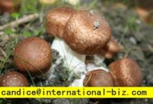  Agaricus  Blazei  Extract 