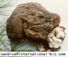  Poria  Cocos  Extract 