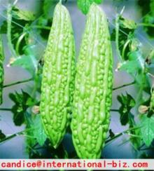 Bitter  Melon   Extract 