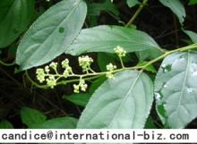  Thunder   God   Vine  Leaf Extract