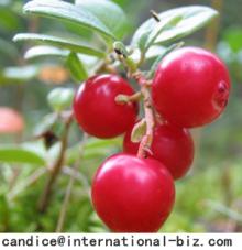 Nature  Lingonberry  Leaf  Extract 