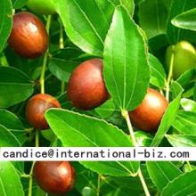 Ziziphus  Jujuba   Extract 