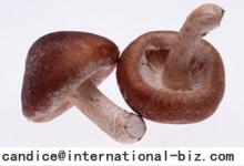 Shiitake Mushroom Extract