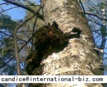  Chaga   Mushroom  Extract