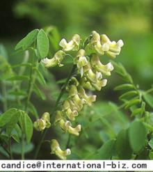  Sophora   Flavescens   Extract 