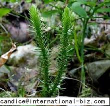 Huperzia Serrata Extract