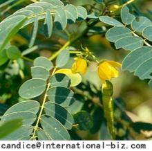 Cassia Nomame Extract
