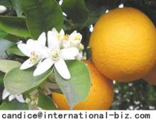 Citrus Aurantium Extract