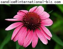 Echinacea Purpurea Extract
