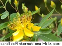 St. John's wort Extract