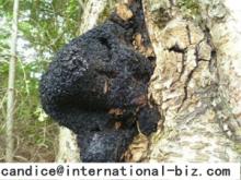 Chaga  Inonotus   Obliquus   Extract 
